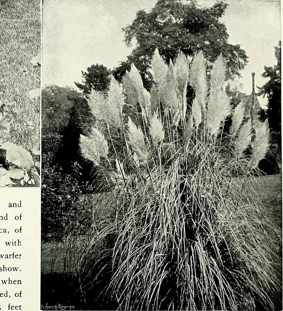An illustration from Henderson's picturesque gardens and ornamental gardening illustrated, 1908, leaf 80