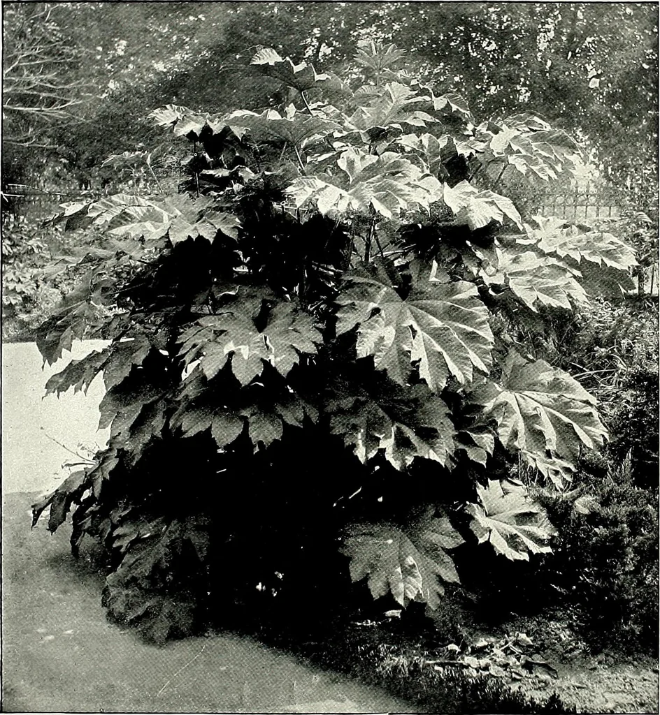 An illustration from Henderson's picturesque gardens and ornamental gardening illustrated, 1908, leaf 81