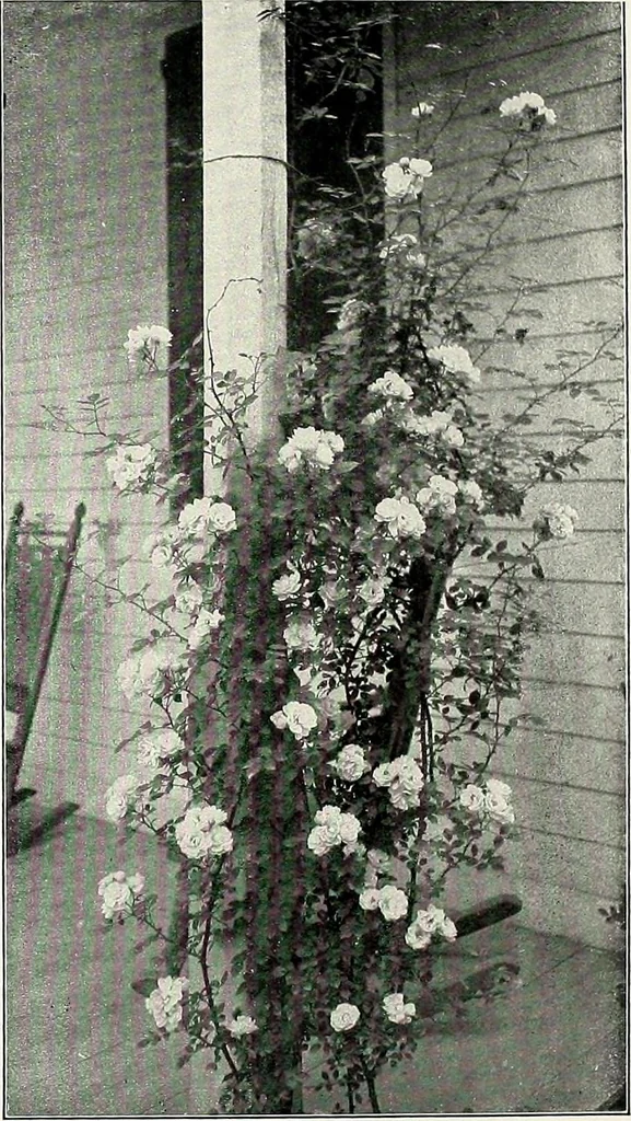 An illustration from Henderson's picturesque gardens and ornamental gardening illustrated, 1908, leaf 89