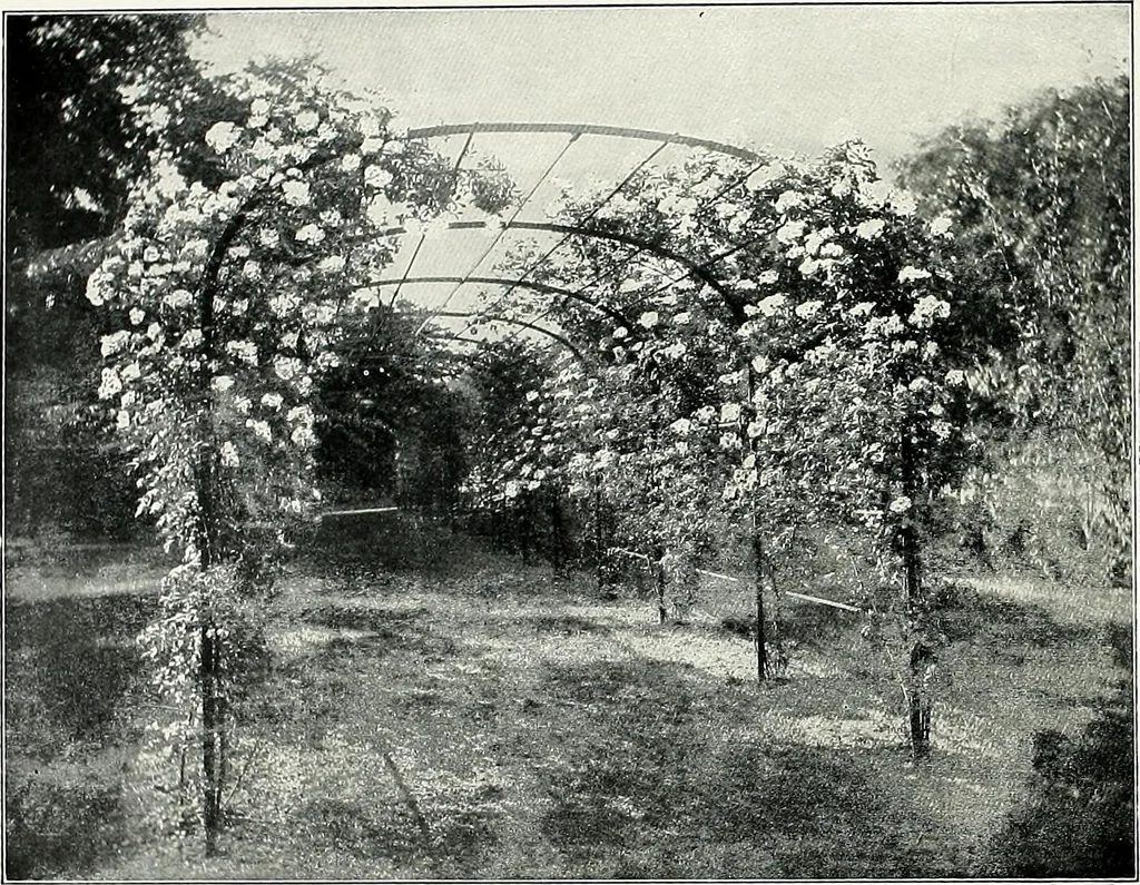 An illustration from Henderson's picturesque gardens and ornamental gardening illustrated, 1908, leaf 90