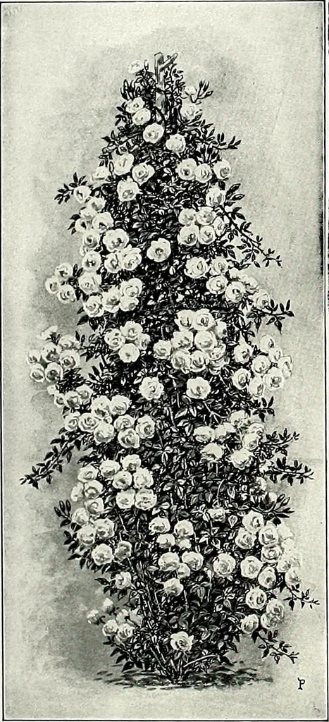 An illustration from Henderson's picturesque gardens and ornamental gardening illustrated, 1908, leaf 91