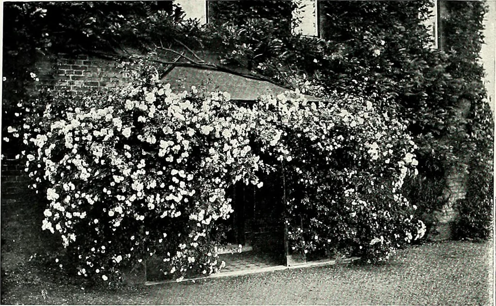An illustration from Henderson's picturesque gardens and ornamental gardening illustrated, 1908, leaf 93