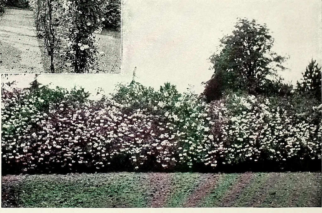 An illustration from Henderson's picturesque gardens and ornamental gardening illustrated, 1908, leaf 94