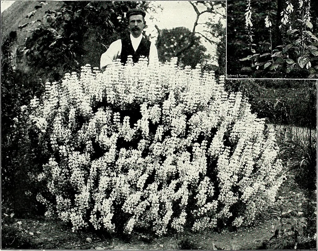 An illustration from Henderson's picturesque gardens and ornamental gardening illustrated, 1908, leaf 98