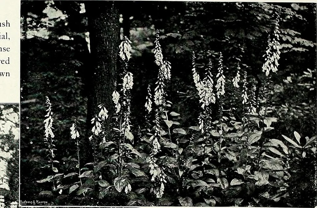 An illustration from Henderson's picturesque gardens and ornamental gardening illustrated, 1908, leaf 98