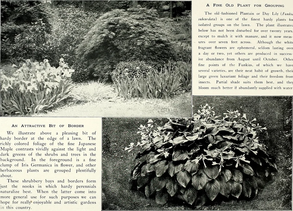 An illustration from Henderson's picturesque gardens and ornamental gardening illustrated, 1908, leaf 99