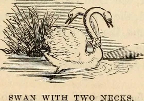 An illustration from The Herald and genealogist, 1862, leaf 509