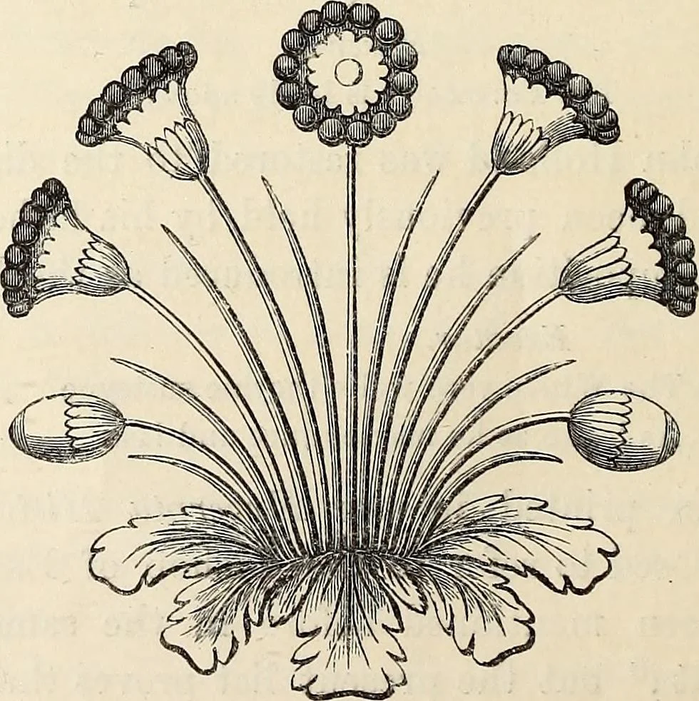 An illustration from The Herald and genealogist, 1873, leaf 350