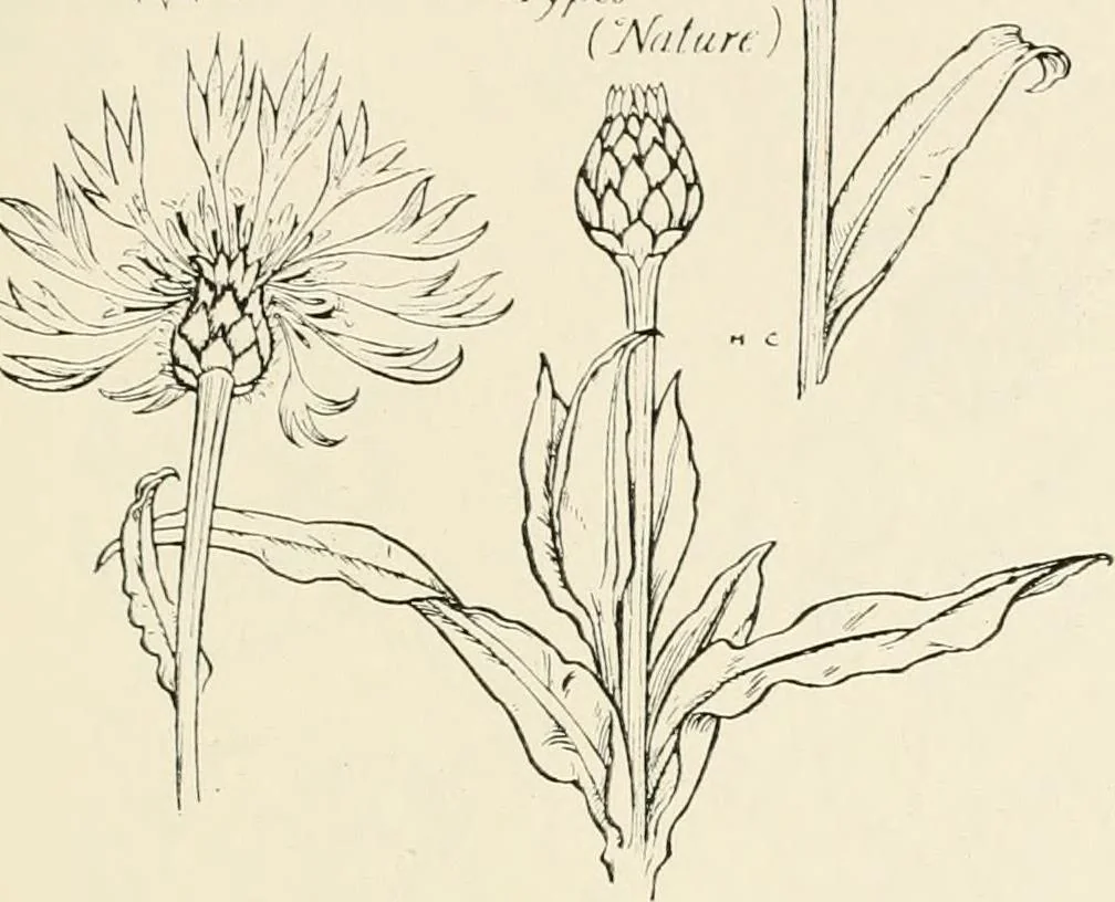 An illustration from Heraldry and floral forms as used in decoration;, 1922, leaf 152