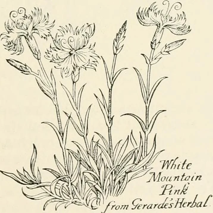 An illustration from Heraldry and floral forms as used in decoration;, 1922, leaf 152