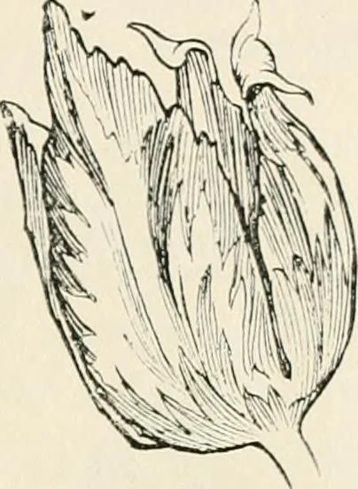 An illustration from Heraldry and floral forms as used in decoration;, 1922, leaf 174