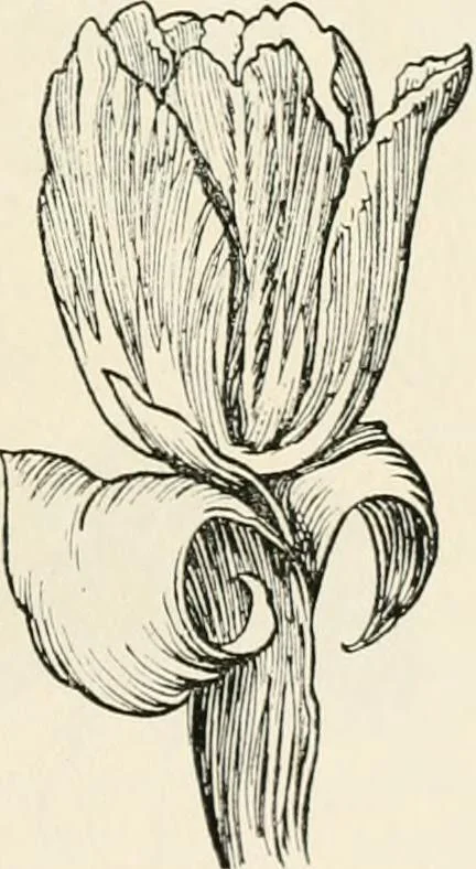 An illustration from Heraldry and floral forms as used in decoration;, 1922, leaf 174