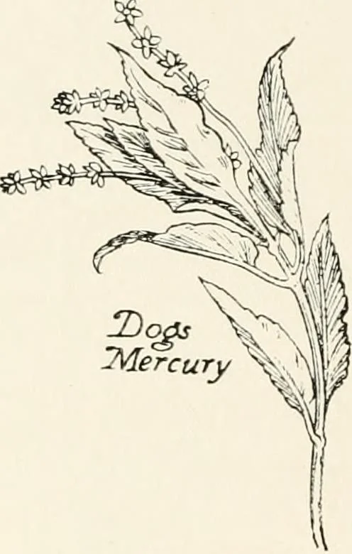An illustration from Heraldry and floral forms as used in decoration;, 1922, leaf 181