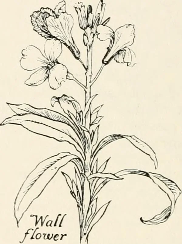 An illustration from Heraldry and floral forms as used in decoration;, 1922, leaf 181