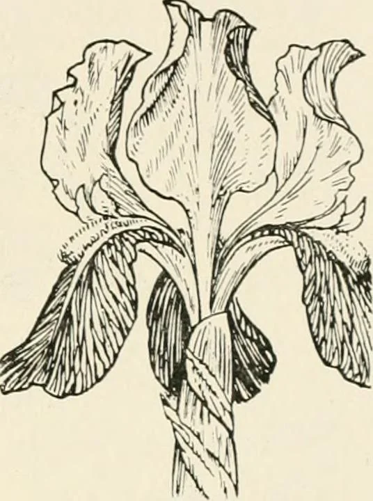An illustration from Heraldry and floral forms as used in decoration;, 1922, leaf 200