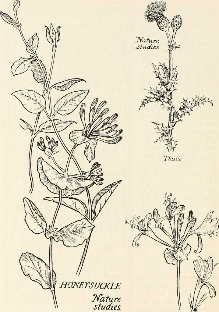 An illustration from Heraldry and floral forms as used in decoration;, 1922, leaf 225