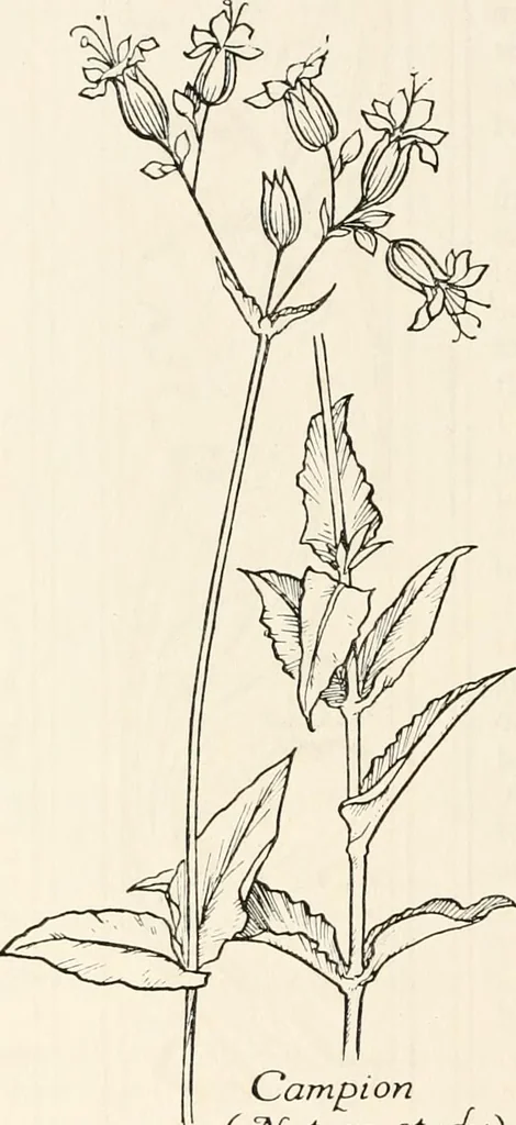 An illustration from Heraldry and floral forms as used in decoration;, 1922, leaf 229