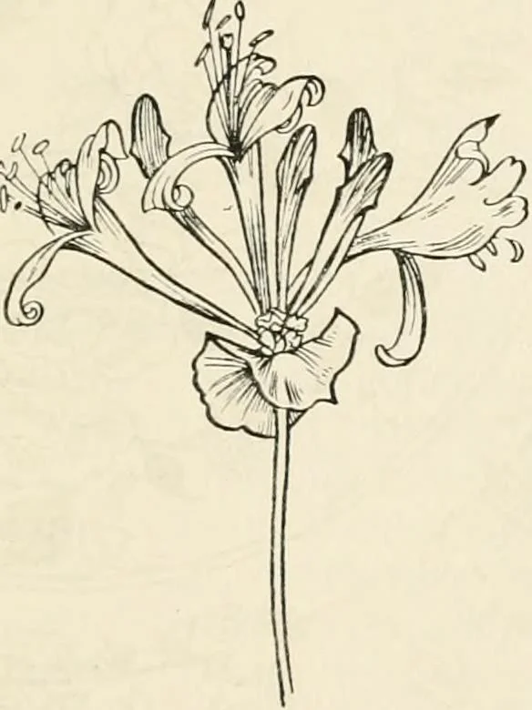 An illustration from Heraldry and floral forms as used in decoration;, 1922, leaf 232