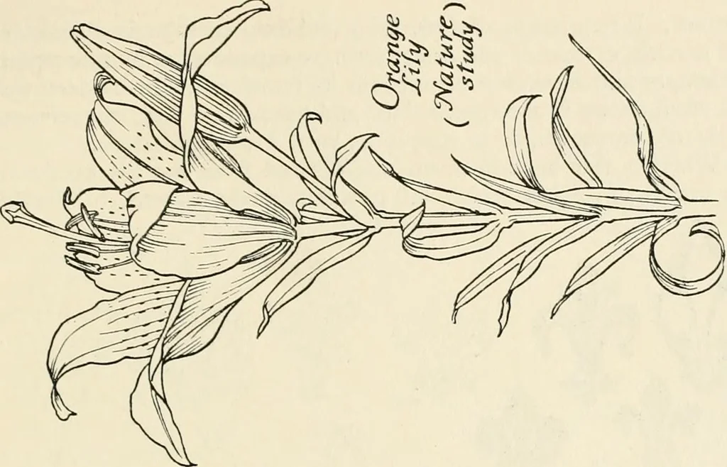 An illustration from Heraldry and floral forms as used in decoration;, 1922, leaf 238