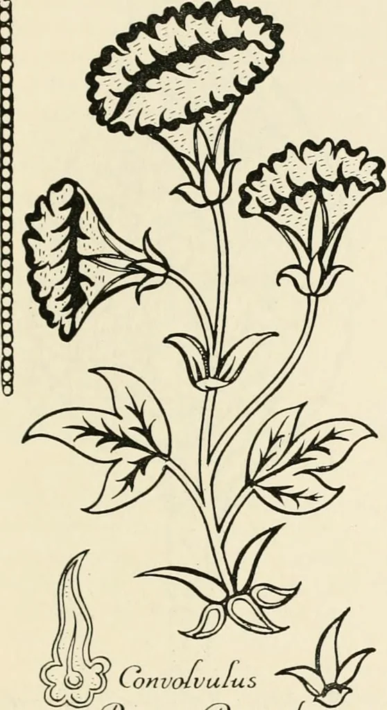 An illustration from Heraldry and floral forms as used in decoration;, 1922, leaf 250
