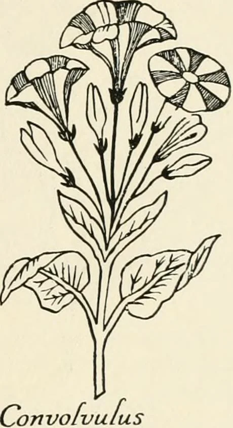 An illustration from Heraldry and floral forms as used in decoration;, 1922, leaf 250