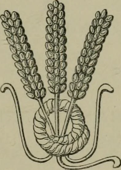 An illustration from Heraldry, historical and popular, 1864, leaf 637