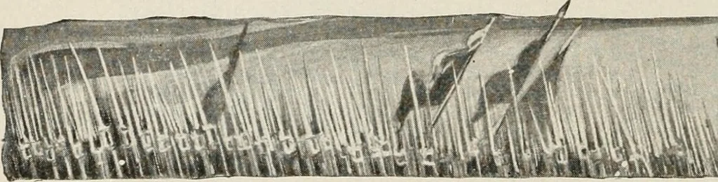 An illustration from Heralds of the morning : the meaning of the social and political problems of to-day and the significance of the great phenomena in nature, 1909, leaf 23