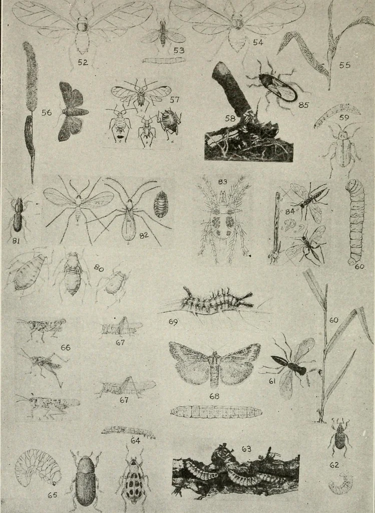 An illustration from Heralds of the morning : the meaning of the social and political problems of to-day and the significance of the great phenomena in nature, 1909, leaf 353