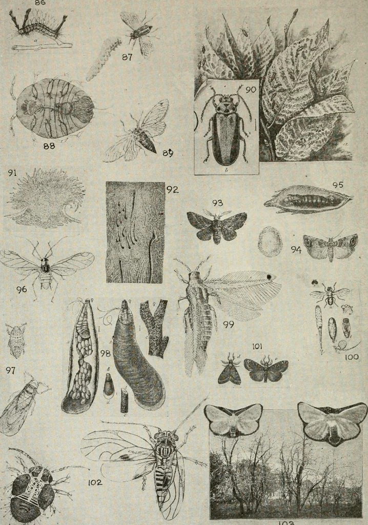 An illustration from Heralds of the morning : the meaning of the social and political problems of to-day and the significance of the great phenomena in nature, 1909, leaf 355