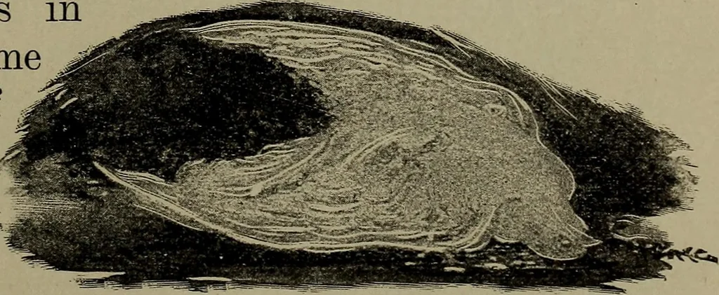 An illustration from Heralds of the morning : the meaning of the social and political problems of to-day and the significance of the great phenomena in nature, 1912, leaf 19