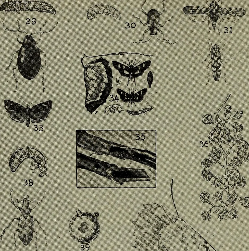 An illustration from Heralds of the morning : the meaning of the social and political problems of to-day and the significance of the great phenomena in nature, 1912, leaf 350