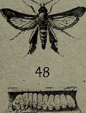 An illustration from Heralds of the morning : the meaning of the social and political problems of to-day and the significance of the great phenomena in nature, 1912, leaf 350