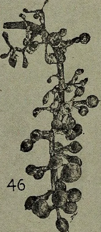 An illustration from Heralds of the morning : the meaning of the social and political problems of to-day and the significance of the great phenomena in nature, 1912, leaf 350