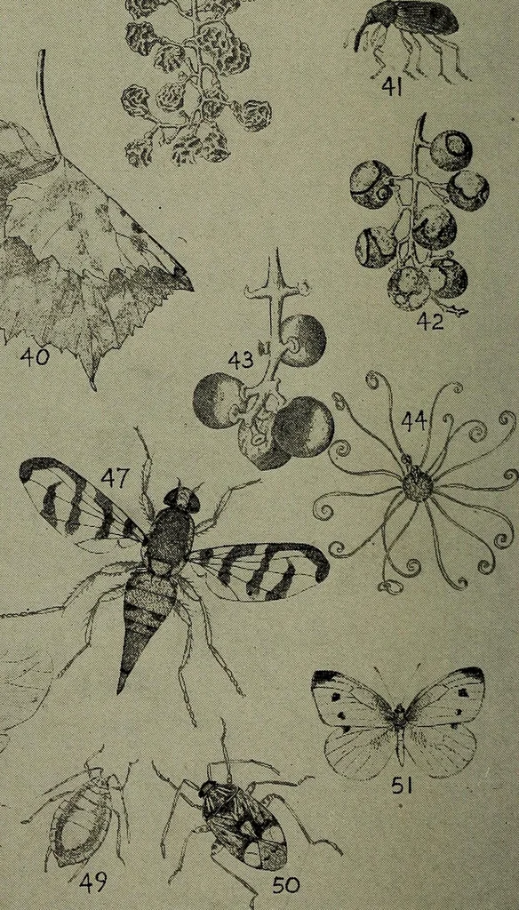 An illustration from Heralds of the morning : the meaning of the social and political problems of to-day and the significance of the great phenomena in nature, 1912, leaf 350