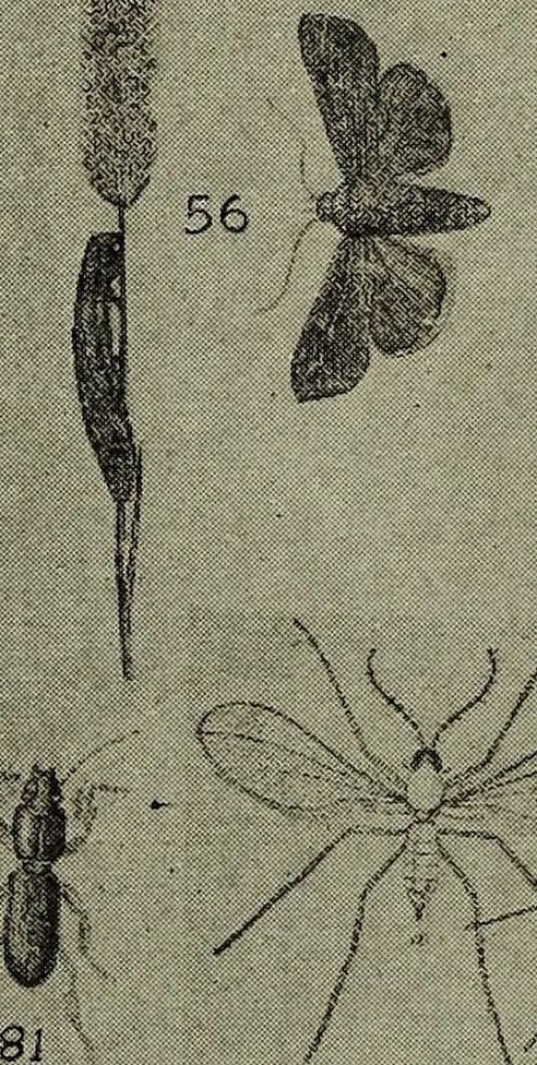 An illustration from Heralds of the morning : the meaning of the social and political problems of to-day and the significance of the great phenomena in nature, 1912, leaf 352
