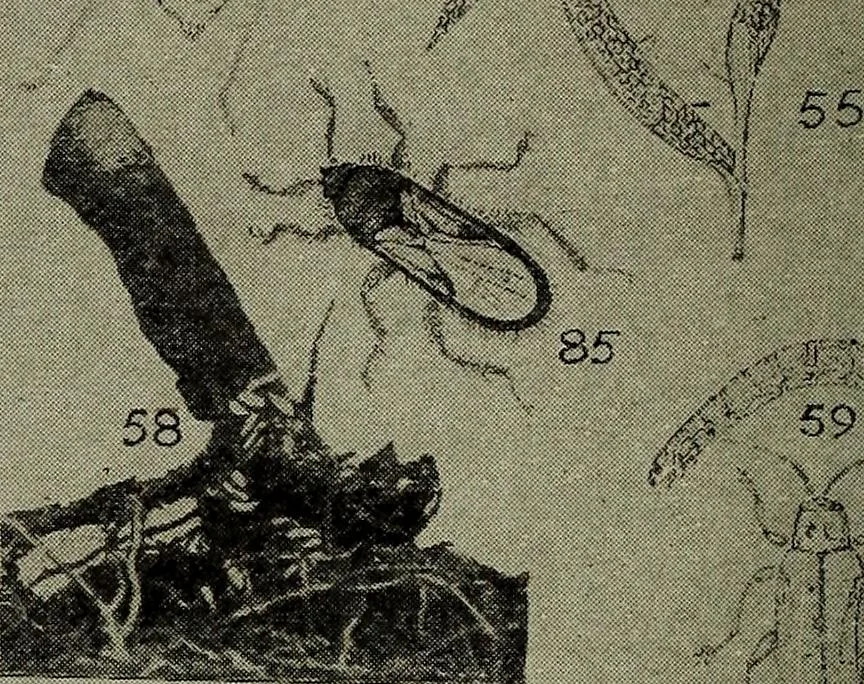 An illustration from Heralds of the morning : the meaning of the social and political problems of to-day and the significance of the great phenomena in nature, 1912, leaf 352