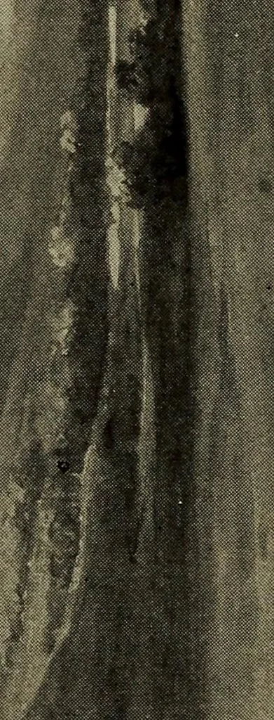 An illustration from Heralds of the morning; the meaning of the social and political problems of to-day and the significance of the great phenomena in nature .., 1909, leaf 16