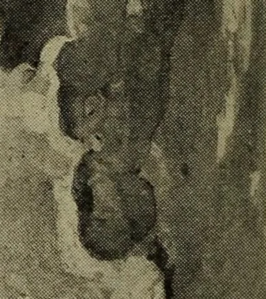 An illustration from Heralds of the morning; the meaning of the social and political problems of to-day and the significance of the great phenomena in nature .., 1909, leaf 16