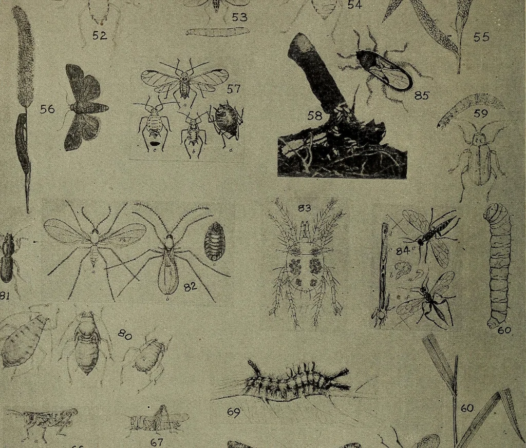 An illustration from Heralds of the morning; the meaning of the social and political problems of to-day and the significance of the great phenomena in nature .., 1909, leaf 352