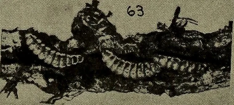 An illustration from Heralds of the morning; the meaning of the social and political problems of to-day and the significance of the great phenomena in nature .., 1909, leaf 352