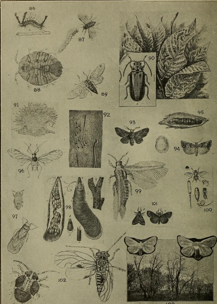 An illustration from Heralds of the morning; the meaning of the social and political problems of to-day and the significance of the great phenomena in nature .., 1909, leaf 354