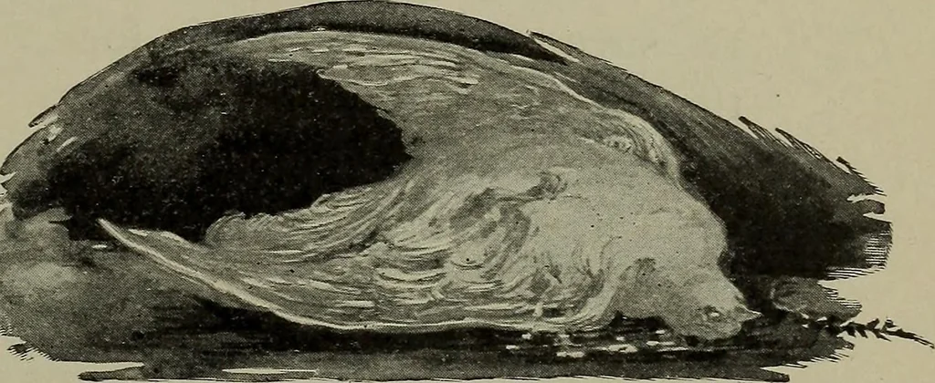 An illustration from Heralds of the morning, the meaning of the social and political problems of to-day and the significance of the great phenomena in nature .., 1899, leaf 22