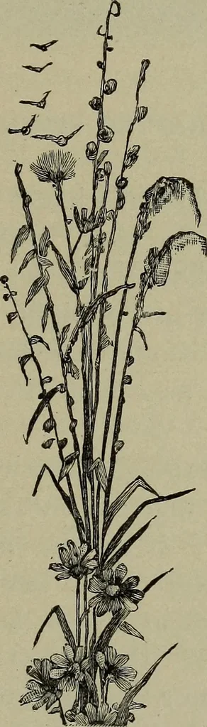 An illustration from Heralds of the morning, the meaning of the social and political problems of to-day and the significance of the great phenomena in nature .., 1899, leaf 60