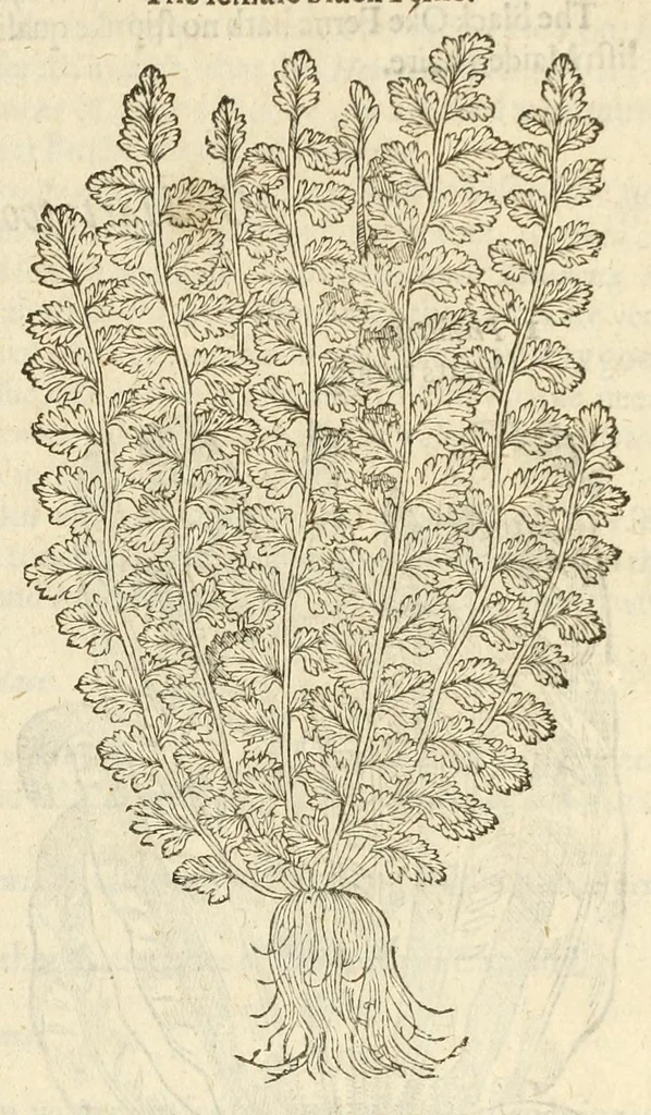 An illustration from The herball, or, Generall historie of plantes, 1597, leaf 1007