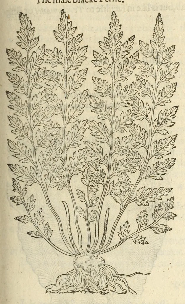 An illustration from The herball, or, Generall historie of plantes, 1597, leaf 1007