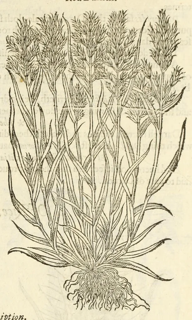 An illustration from The herball, or, Generall historie of plantes, 1597, leaf 101