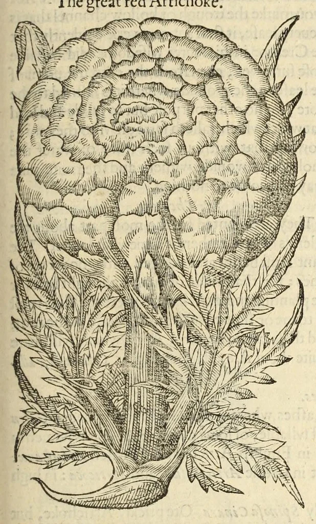 An illustration from The herball, or, Generall historie of plantes, 1597, leaf 1023