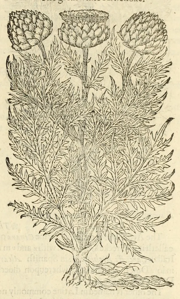 An illustration from The herball, or, Generall historie of plantes, 1597, leaf 1023