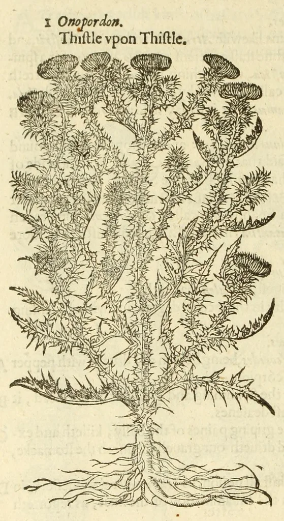 An illustration from The herball, or, Generall historie of plantes, 1597, leaf 1042