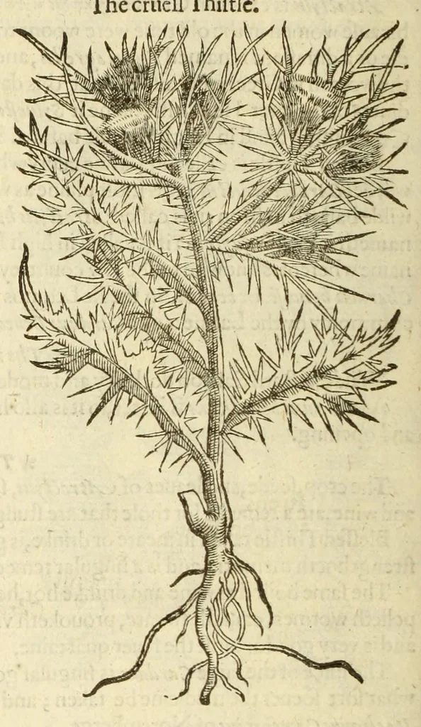 An illustration from The herball, or, Generall historie of plantes, 1597, leaf 1042